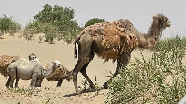 中國唯一的原始部落克里雅人，他們近況如何（青新甘13、14、15）