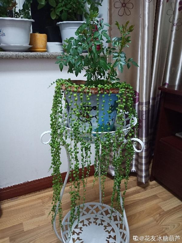 養膩了吊蘭,試試佛珠吊蘭,“垂流直下”長不停 養膩了吊蘭,試試佛珠吊蘭,“垂流直下”長不停