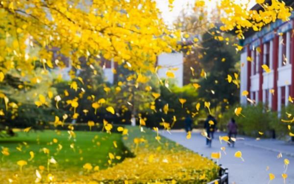 降壓降糖，益肺護肝，銀杏葉有這些好處，但它的毒性也要知道