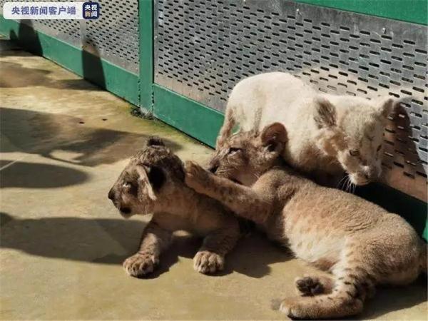 超可愛！鄭州市動物園3只幼獅國慶集體亮相