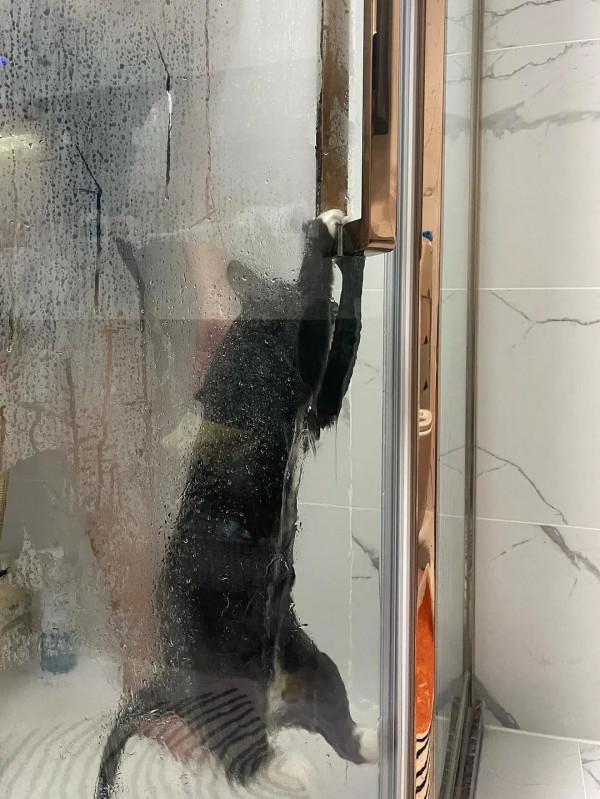 《養貓那些事兒》，笑不活了家人們