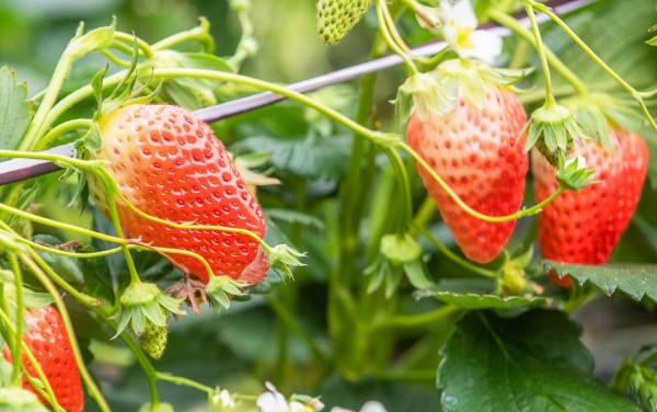 草莓&OpenCurlyDoubleQuote;吃&rdquo;上中草藥，效果真是不一般