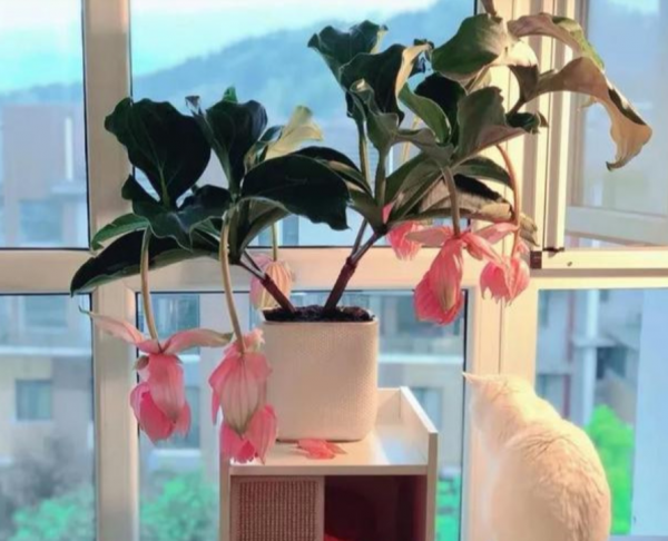 3年前寶蓮花又被稱為“貴婦花”，價格高、顏好，如今1盆不過百