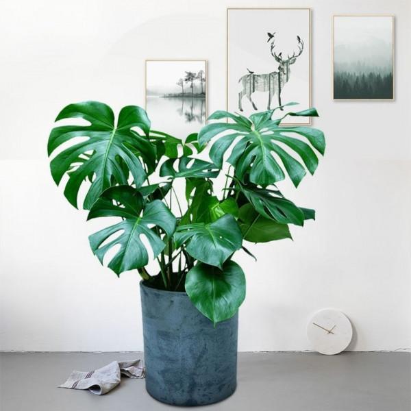 老話說“客廳養三竹，平安又富足”，不是迷信，是有科學依據的