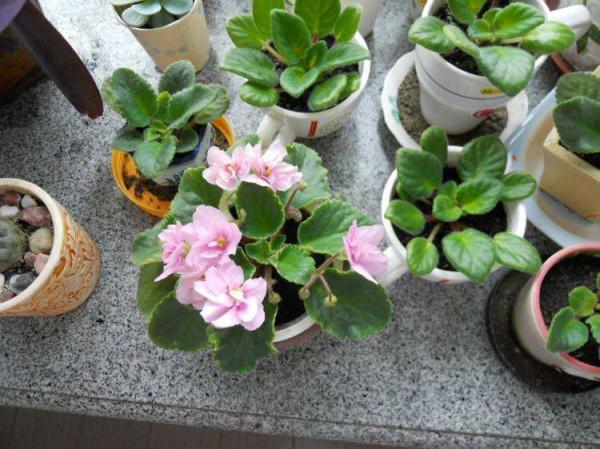 16種喜&OpenCurlyDoubleQuote;陰&rdquo;花，適合養在&OpenCurlyDoubleQuote;光照少&rdquo;的地方，光太強反而長不好