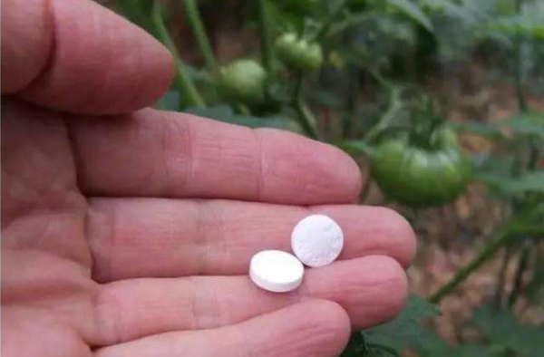 新的一年，想要養好花，要先改正6個&OpenCurlyDoubleQuote;壞習慣&rdquo;