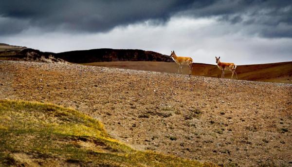 魅力西藏,阿里迴響(未完) 魅力西藏,阿里迴響(未完)