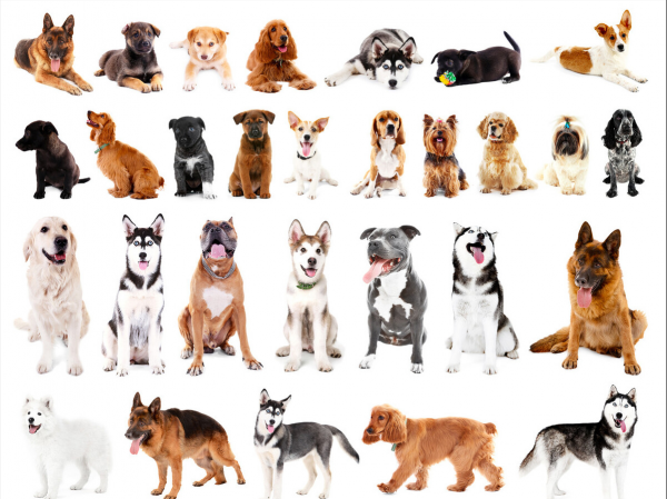 這8種狗狗，是犬類中最“特殊”的存在，你認識哪一隻？