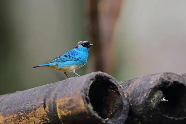 唐加拉雀集合，30只小小鳥