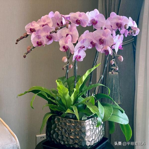 家裡採光差？推薦4種“耐陰花”，隨便養幾盆，照樣很“上檔次”