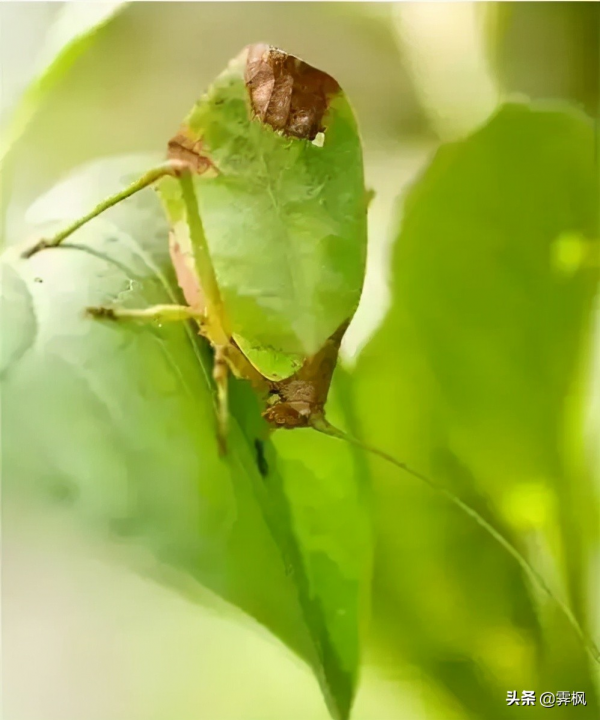 驚人相似的照片，大自然太不可思議了