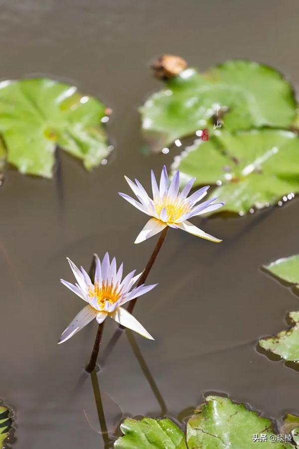 廣東第一大姓氏，有一座中山最大宗祠，匾額上皇帝卻只提了半個字