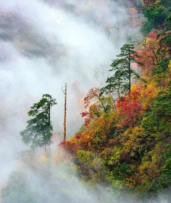 為什麼全國都愛四川的秋天! 為什麼全國都愛四川的秋天!