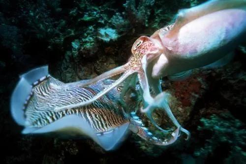 海底10000米有多麼恐怖？膽子大的潛水員看到海底的情景都害怕