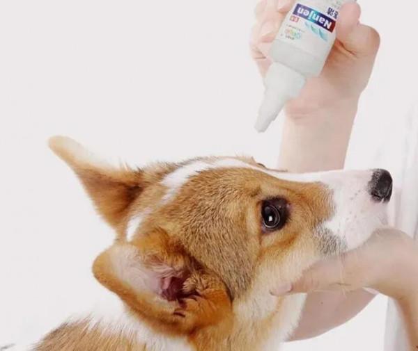 養貓家中常備!鏟屎官們記得收藏 養貓家中常備!鏟屎官們記得收藏