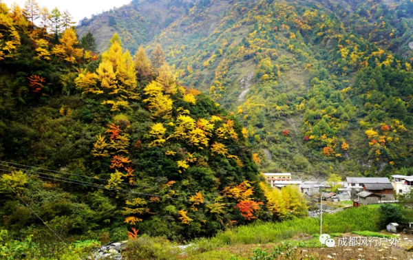 「卓西彩林」11月6號徒步臥龍邂逅卓西彩林 「卓西彩林」11月6號徒步臥龍邂逅卓西彩林
