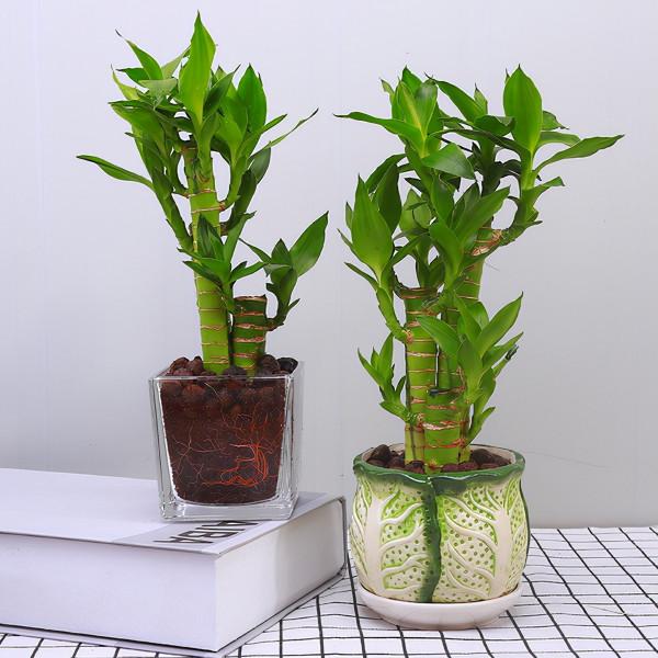 喜歡水的“7種花”,天天澆水也不怕,適合勤快的人 喜歡水的“7種花”,天天澆水也不怕,適合勤快的人