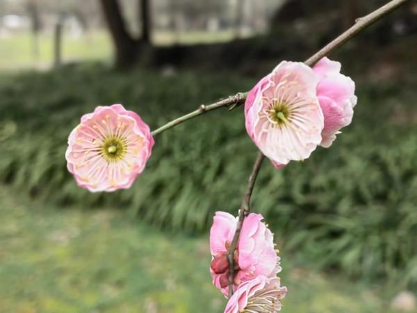 放棄午休去公園打卡