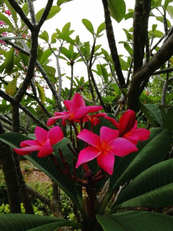 北海散記之花卉篇（下）