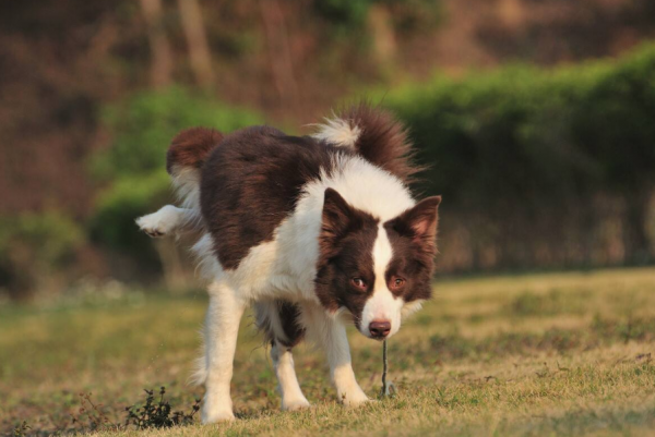 &OpenCurlyDoubleQuote;老年邊牧犬&rdquo;跟你告別的方式，希望鏟屎官能珍惜它