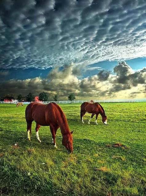 美麗的草原，我來了