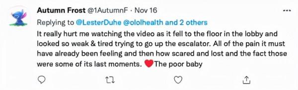 美國一隻小鹿受重傷後，自己前往醫院“搭乘”自動扶梯問診