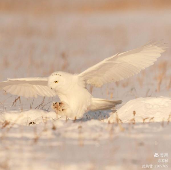 寒極精靈—雪鴞