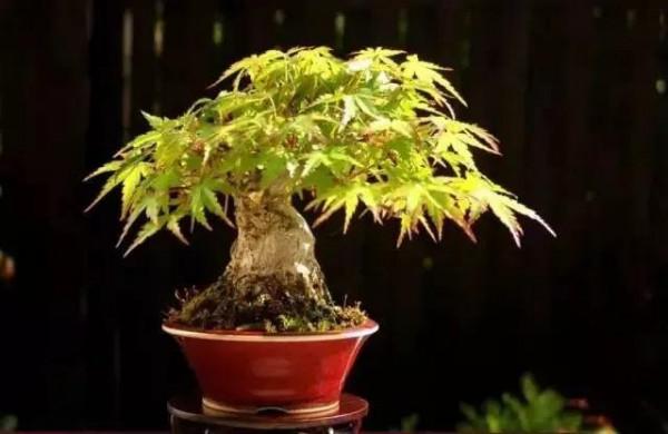 精美的袖珍盆景 精美的袖珍盆景