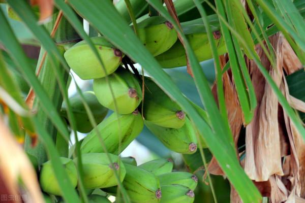 清甜爽口，開胃助消食