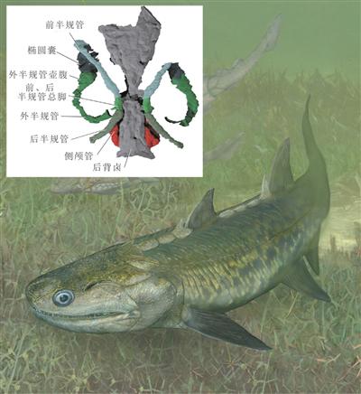 晨曉彌曼魚已知最早的輻鰭魚類 晨曉彌曼魚已知最早的輻鰭魚類