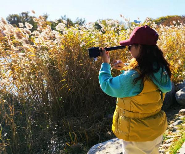 北京玉淵潭公園：蘆花秋歌