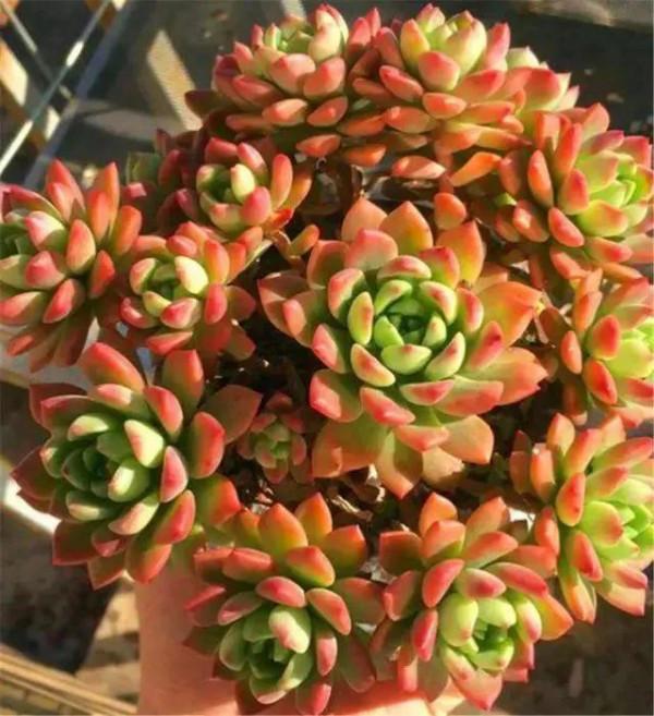 喜歡多肉，怎能不養6種“香多肉”，好看還好養，養在家裡滿室香