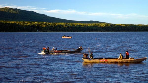 撫遠的鮭魚汛 撫遠的鮭魚汛