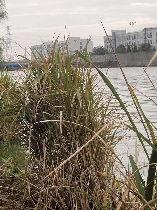 秋釣第四站:打卡寧波慈溪伏龍山下伏龍河 秋釣第四站:打卡寧波慈溪伏龍山下伏龍河