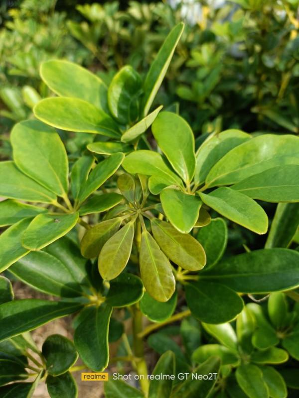 500元差價!realmeGTNeo2比GTNeo2T到底好多少?哪款價效比更高? 500元差價!realmeGTNeo2比GTNeo2T到底好多少?哪款價效比更高?