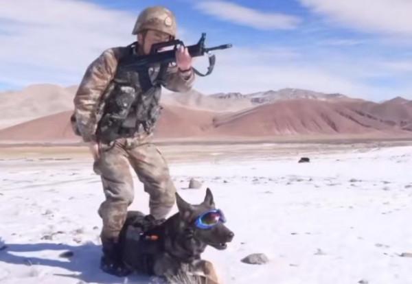 中國高原戰鬥犬太帥了，帶上特製防護鏡，與戰士同步完成戰術動作