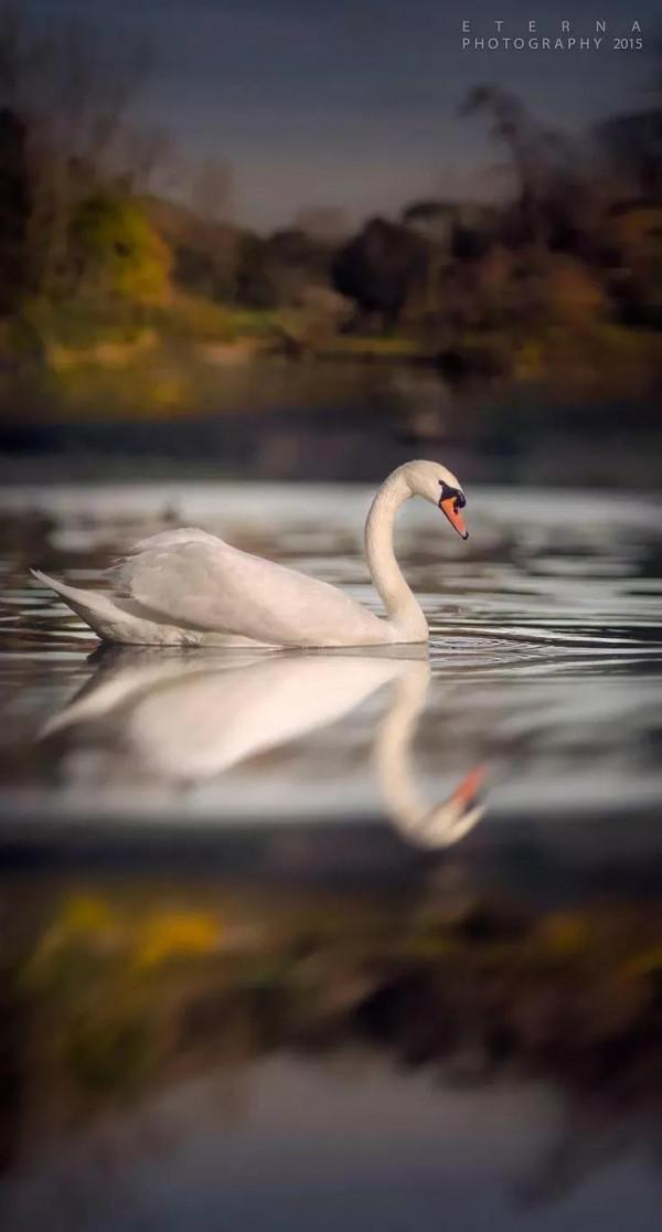 分享——天鵝之美