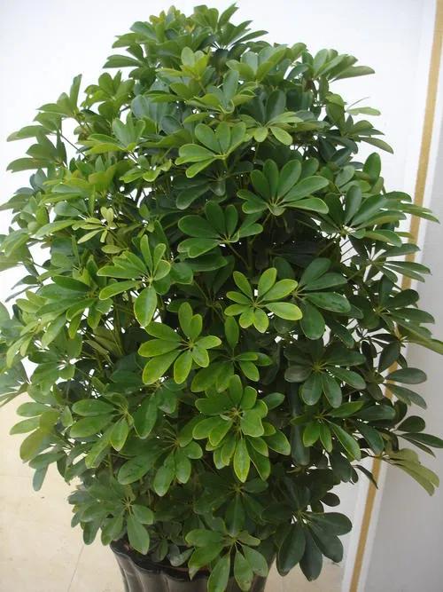 讓人一覺睡到天亮的五種植物