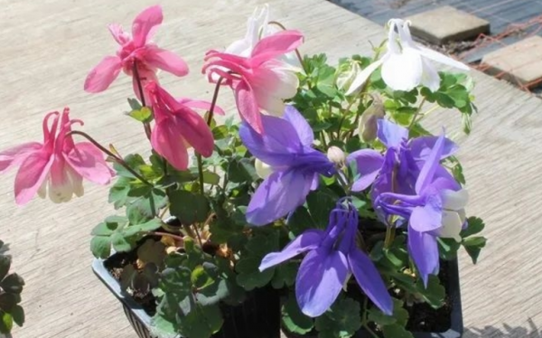 新手養耬鬥菜,冬天將這4點做到位,來年春季開花才多又美 新手養耬鬥菜,冬天將這4點做到位,來年春季開花才多又美