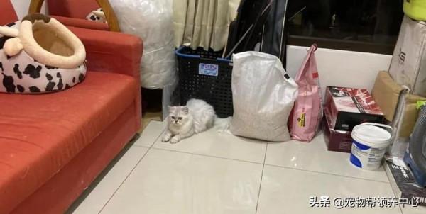鄰居借貓砂，驚歎喜歡房間風格，主人尷尬回應