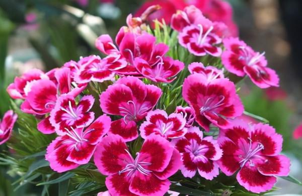 100種常見花卉的播種栽培大全,送給愛養花的你 100種常見花卉的播種栽培大全,送給愛養花的你