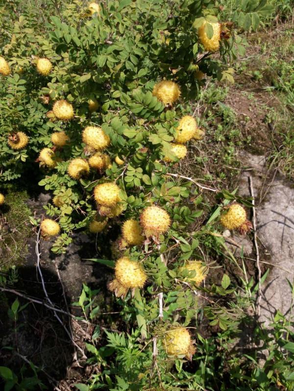 小時候常吃的9種“野果子”，現在還不認識？科普一下，滿是回憶