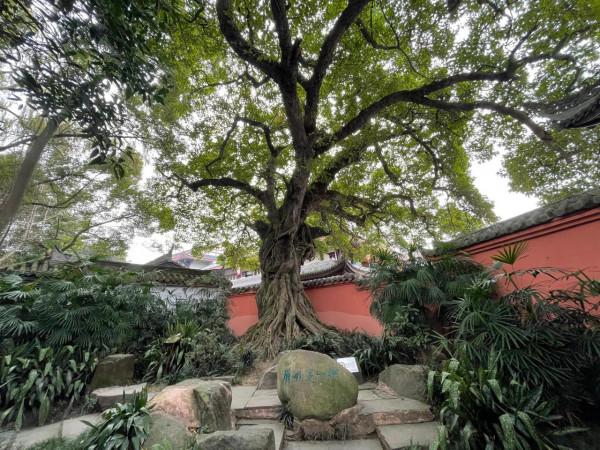 三蘇祠感悟 三蘇祠感悟