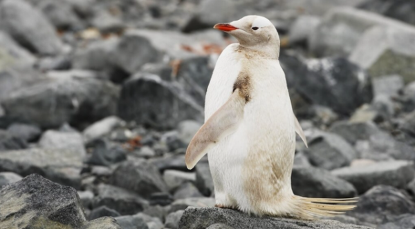 這些動物因遺傳基因的問題 導致皮毛變成了白色 這些動物因遺傳基因的問題 導致皮毛變成了白色