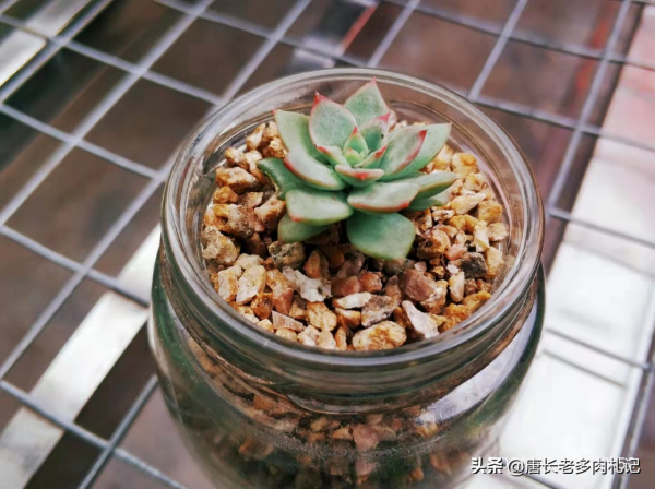 新玩法——用玻璃瓶養多肉,既方便打理又易於上色,陽臺黨的福音 新玩法——用玻璃瓶養多肉,既方便打理又易於上色,陽臺黨的福音