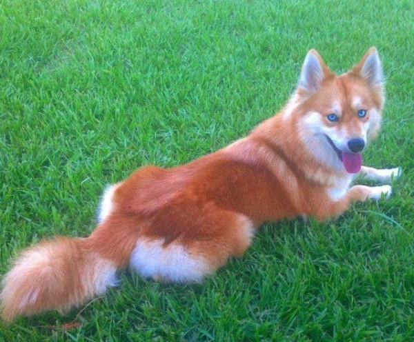 貪便宜買回一隻狗,越養卻越不對勁,主人:它真的不是狐狸嗎? 貪便宜買回一隻狗,越養卻越不對勁,主人:它真的不是狐狸嗎?