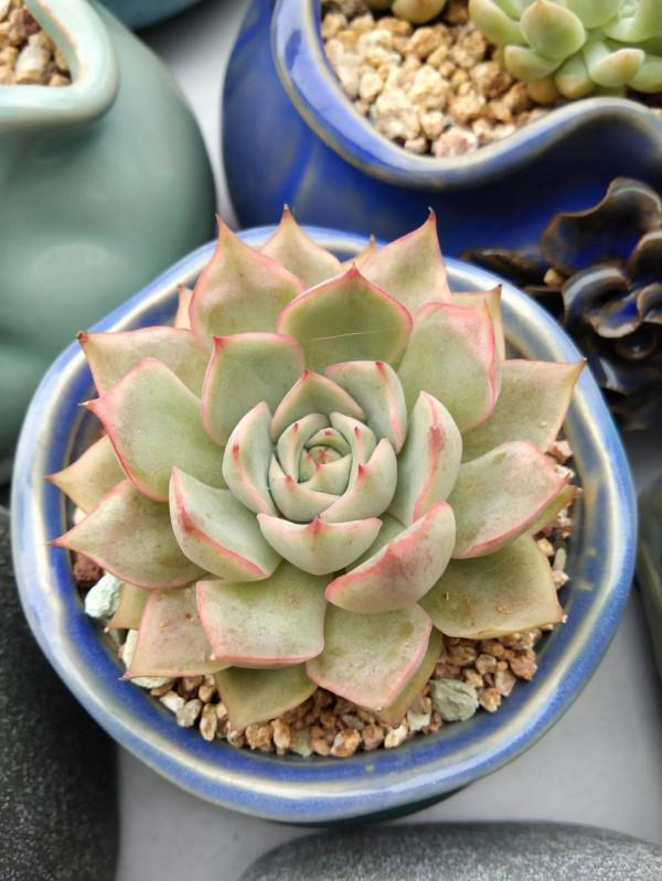 都說女大十八變,其實多肉也是,快來圍觀這些漂亮多肉以前有多醜 都說女大十八變,其實多肉也是,快來圍觀這些漂亮多肉以前有多醜