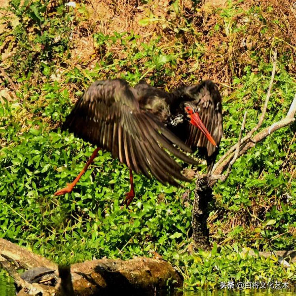 「百將文化」徐永新攝影 | 國家一級保護動物 「百將文化」徐永新攝影 | 國家一級保護動物