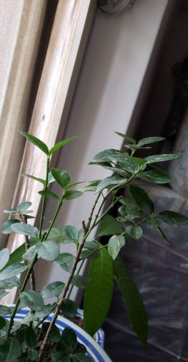 冬天養一棵檸檬盆栽,開花滿屋子都是香味,入冬後“碩果累累” 冬天養一棵檸檬盆栽,開花滿屋子都是香味,入冬後“碩果累累”