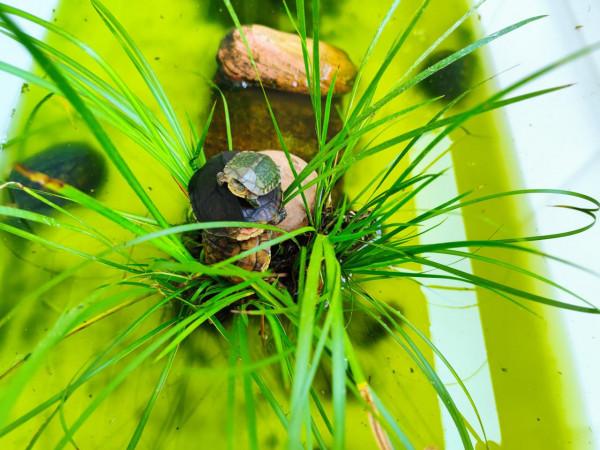 新手養烏龜應該注意什麼？該怎麼養？